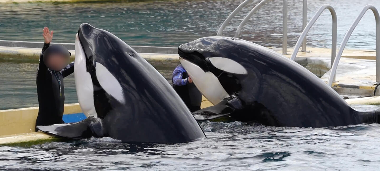 Marineland a demandé le permis d'exporter les orques Wikie et Keijo au Ministère de l’Écologie, One Voice s'insurge et rappelle la loi