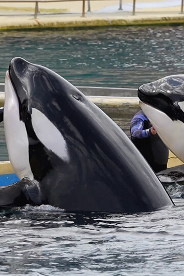 Marineland a demandé le permis d'exporter les orques Wikie et Keijo au Ministère de l’Écologie, One Voice s'insurge et rappelle la loi