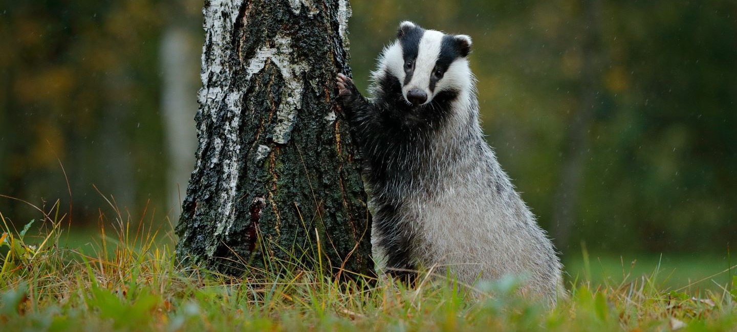 One Voice goes to court for badgers targeted by digging operations in the Rhône and Vendée regions