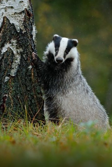 One Voice goes to court for badgers targeted by digging operations in the Rhône and Vendée regions