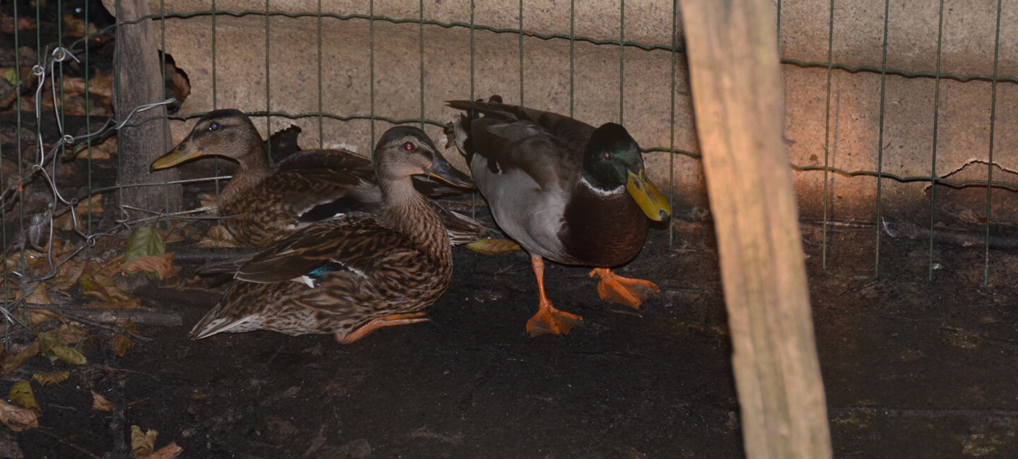 Oiseaux aquatiques élevés illégalement pour la chasse : One Voice monte au créneau