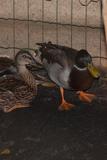 Oiseaux aquatiques élevés illégalement pour la chasse : One Voice monte au créneau