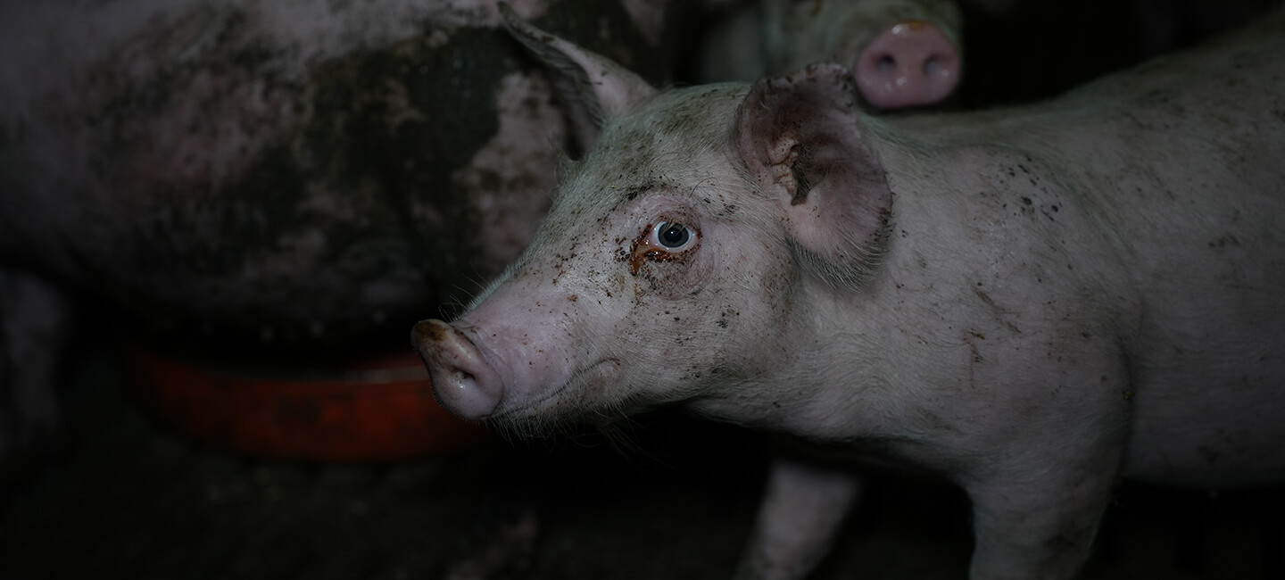 1 867 481 animaux dans les laboratoires français en moins de 2 mois