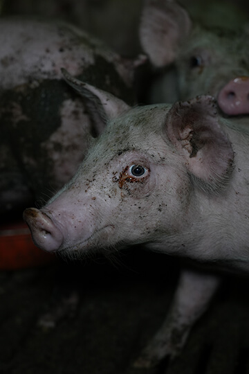 1 867 481 animaux dans les laboratoires français en moins de 2 mois