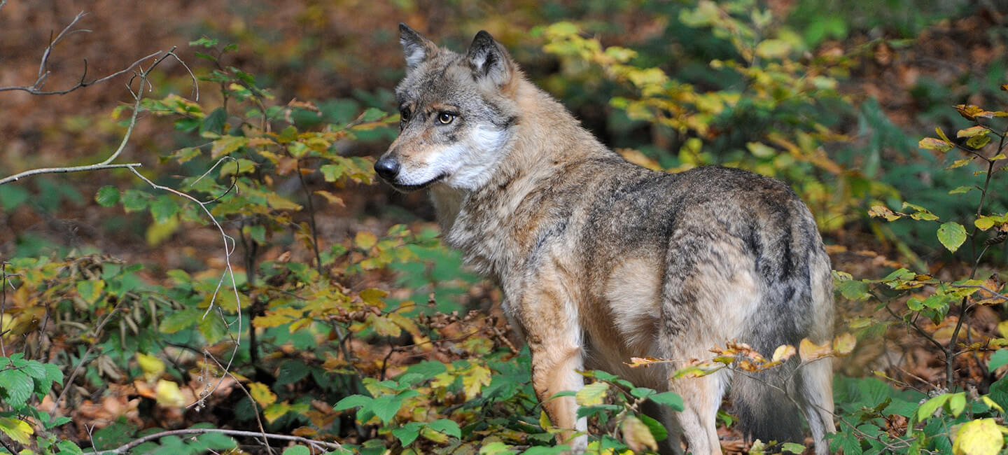 NON à l’assouplissement des tirs de loups : participons en nombre à la consultation publique !