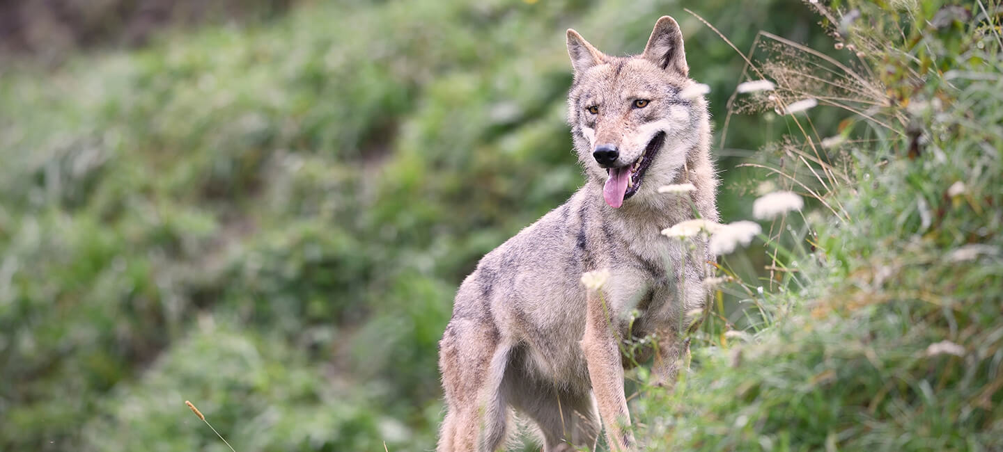 Déclassement, effectifs en berne et nouveau «quota » à abattre… Quand éleveurs et chasseurs veulent la peau des loups. 