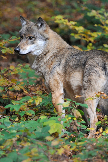 NON à l’assouplissement des tirs de loups : participons en nombre à la consultation publique !