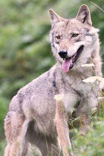 Déclassement, effectifs en berne et nouveau «quota » à abattre… Quand éleveurs et chasseurs veulent la peau des loups. 