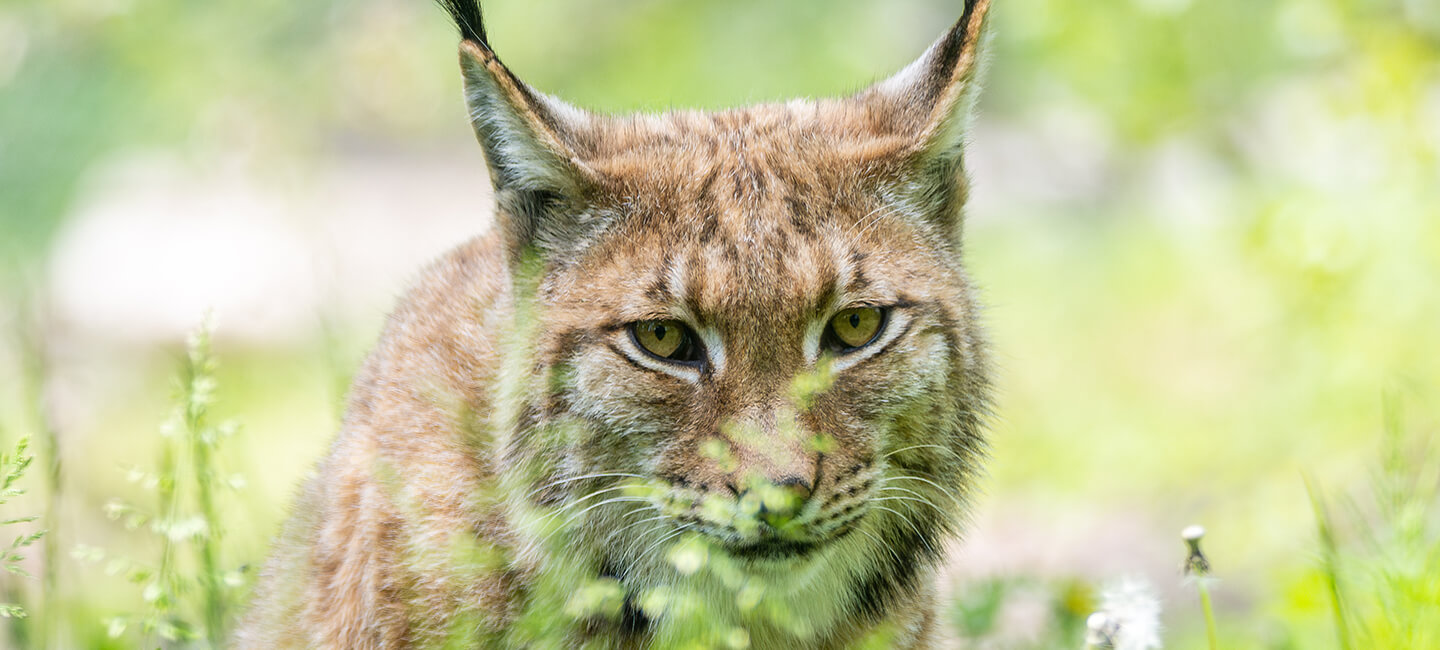 One Voice va en justice pour un jeune lynx tué à coups de pelle