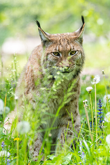 One Voice va en justice pour un jeune lynx tué à coups de pelle