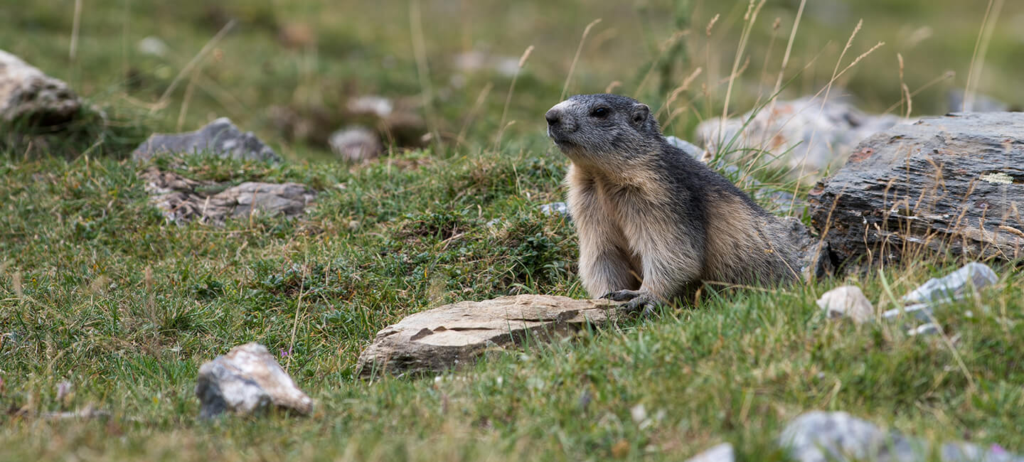 Une proposition de loi pour abolir la chasse aux marmottes 