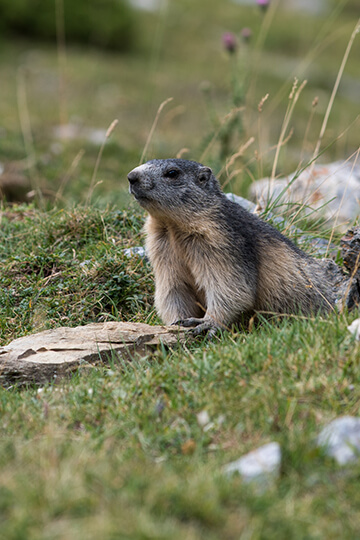 Une proposition de loi pour abolir la chasse aux marmottes 