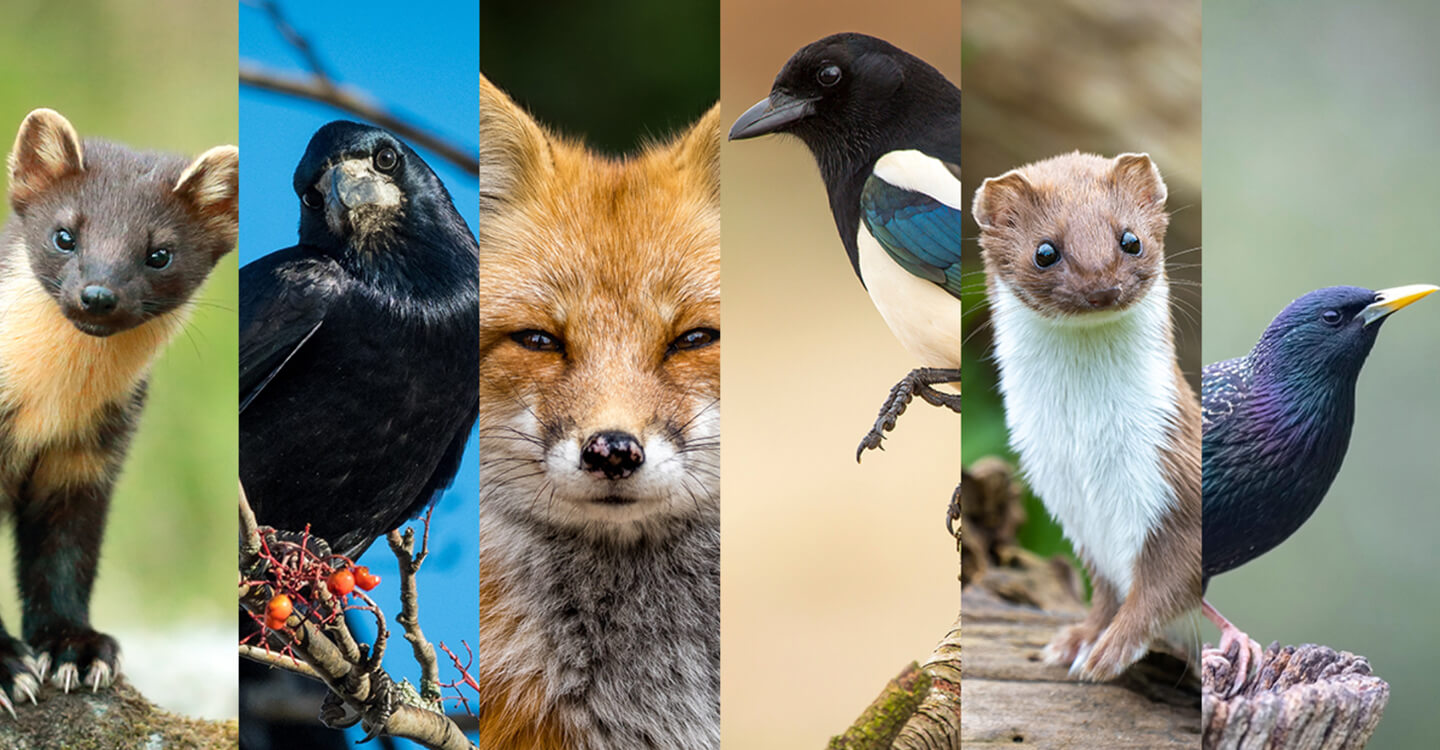 Pour les animaux persécutés, mobilisons nous!