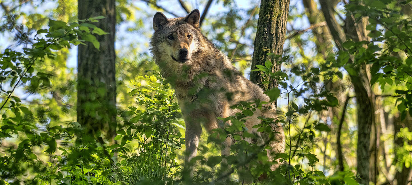 NON à la loi européenne contre les loups dictée par les lobbies ! 