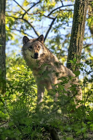 NON à la loi européenne contre les loups dictée par les lobbies ! 