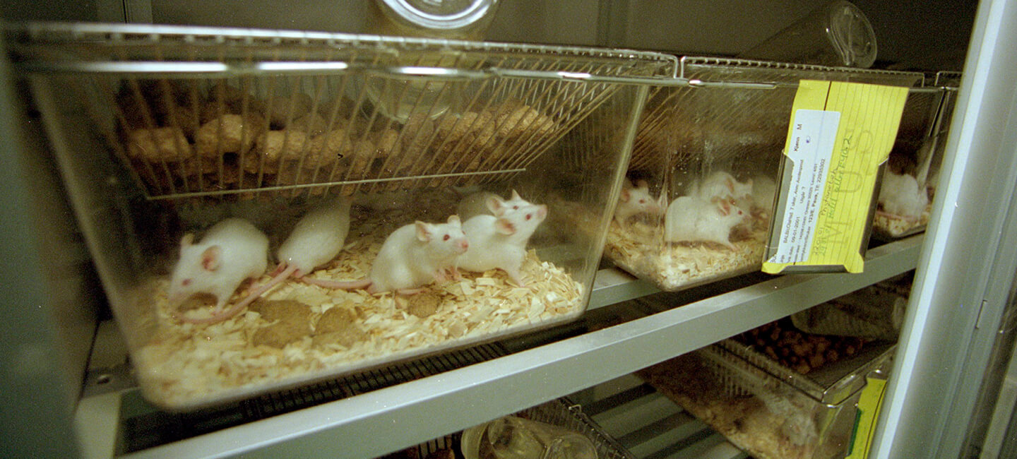 No New Year’s resolutions for French labs: 40,000 rodents condemned in one week