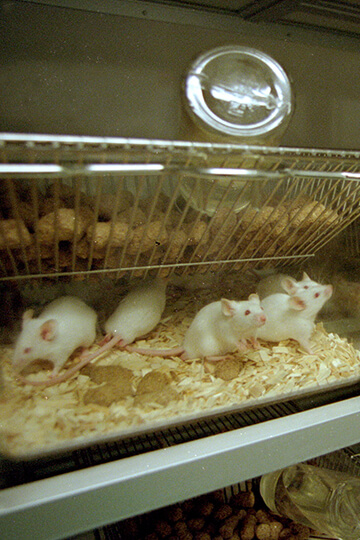 No New Year’s resolutions for French labs: 40,000 rodents condemned in one week