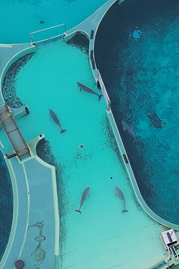 Marineland, Planète Sauvage: the same fight for France's cetaceans!