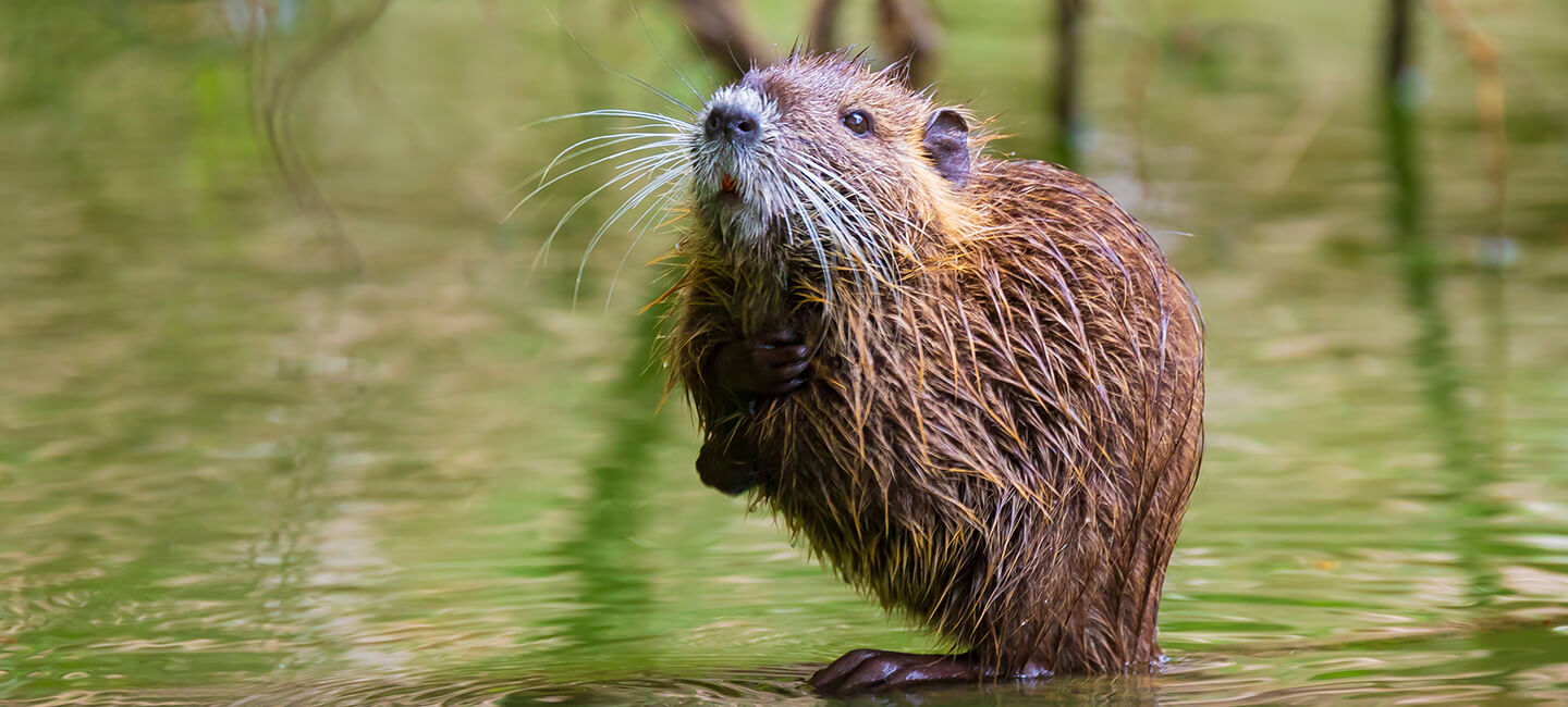 In the Haute-Saône and Meurthe-et-Moselle regions, prefects gave carte blanche to kill animals