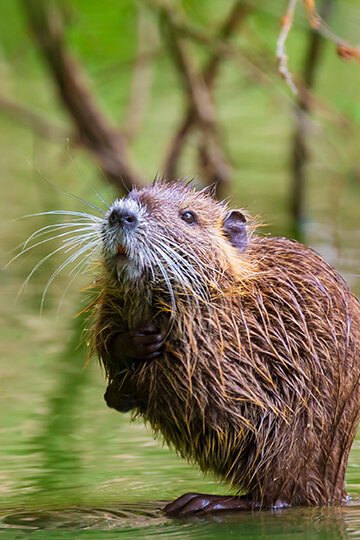 In the Haute-Saône and Meurthe-et-Moselle regions, prefects gave carte blanche to kill animals