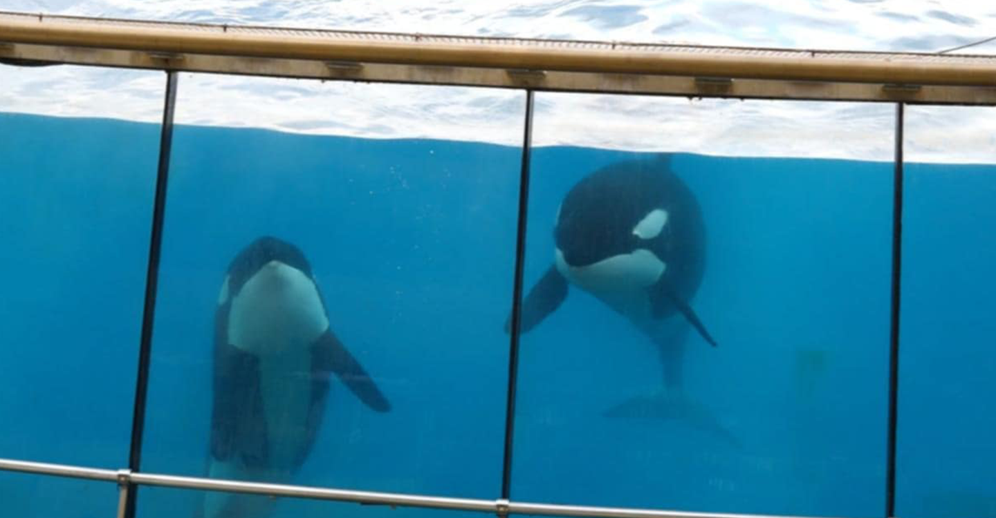 Marineland demande les permis d’exporter les orques et Loro Parque se réjouit d’accueillir Wikie et Keijo