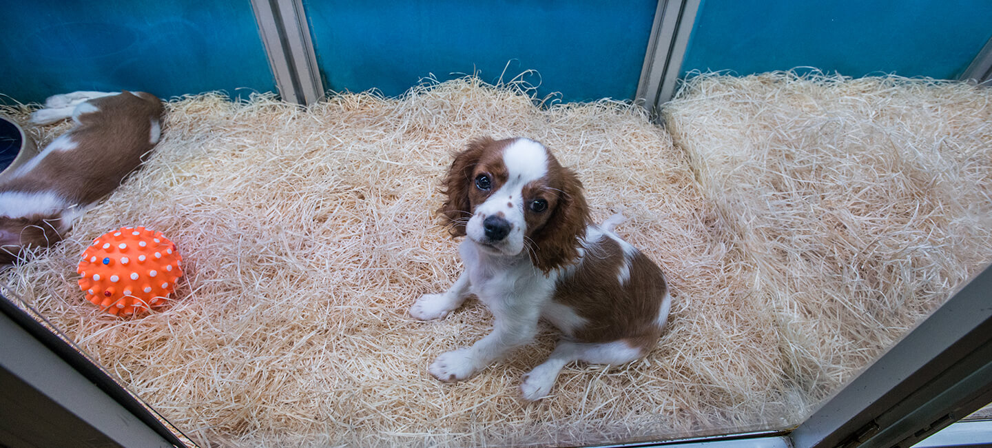 Towards an end to the sale of dogs and cats in pet shops throughout the European Union?