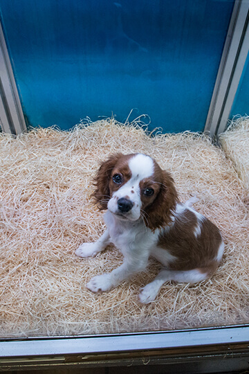 Towards an end to the sale of dogs and cats in pet shops throughout the European Union?