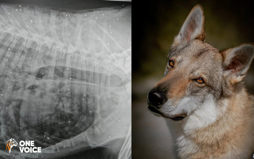 Justice for Aslan, a wolfdog killed at point-blank range with a hunting ...