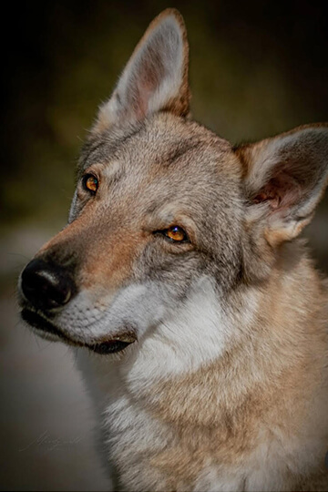 Justice pour Aslan, chien-loup tué à bout portant par une arme de chasse