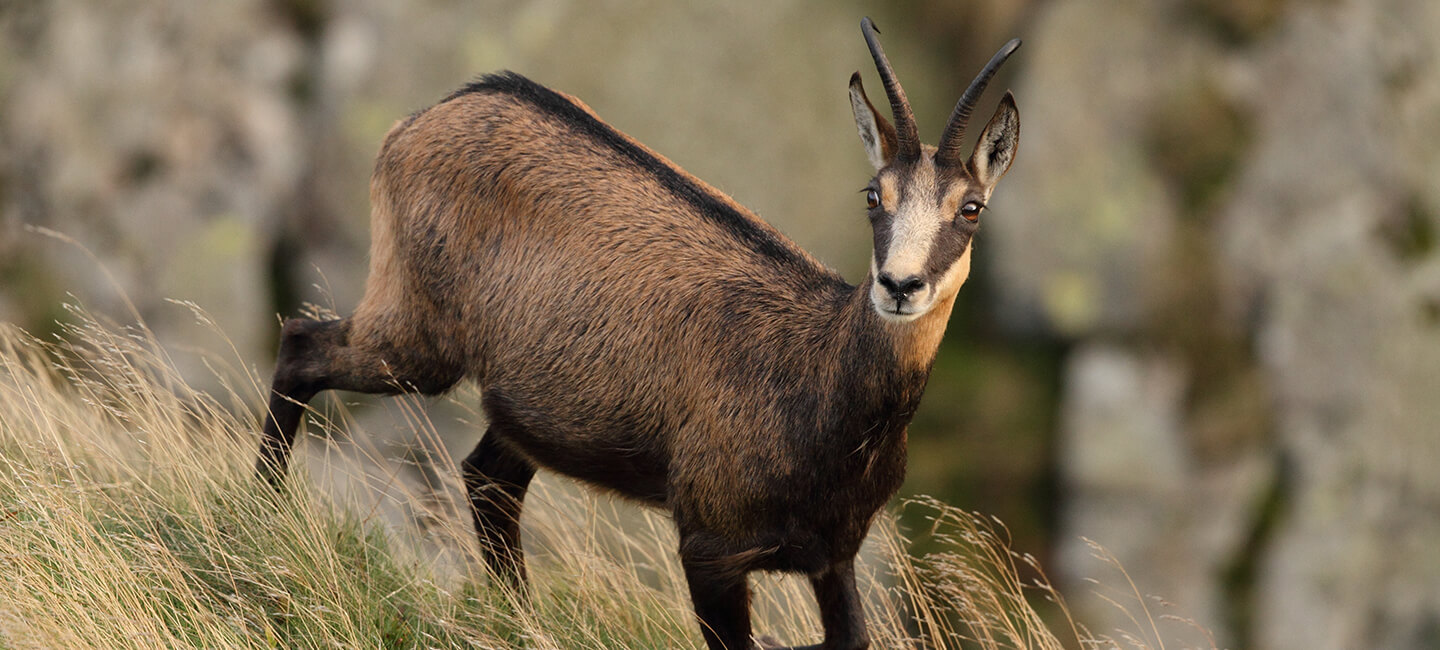 Six associations, dont One Voice, montent au créneau pour les chamois