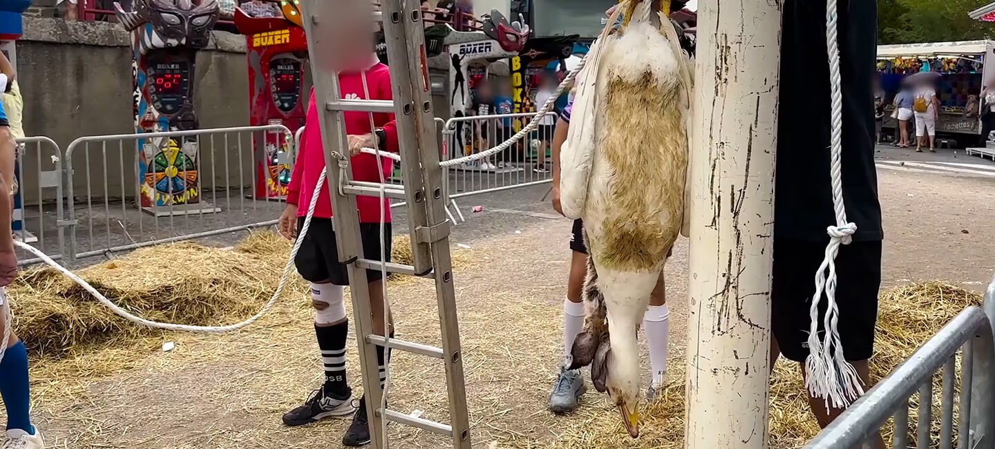 Non à la décapitation d’animaux au festival de Lesmont!