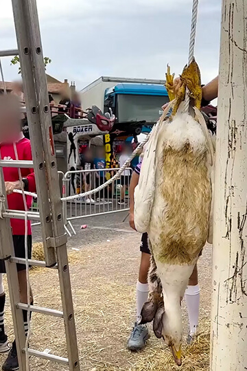 Non à la décapitation d’animaux au festival de Lesmont!