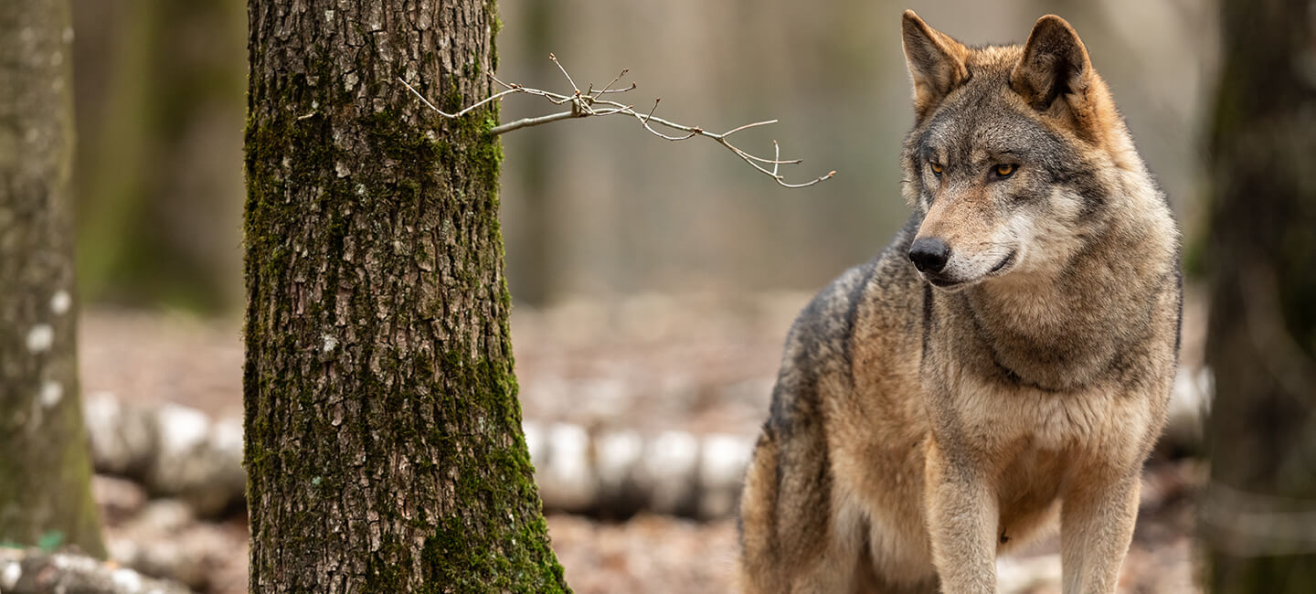 Des tirs de défense renforcée sur les loups prolongés illégalement : One Voice face au préfet des Alpes-Maritimes ! 