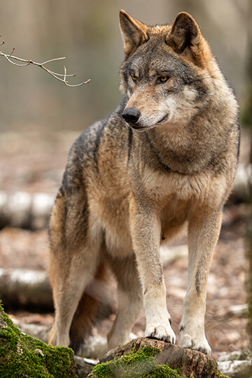 Des tirs de défense renforcée sur les loups prolongés illégalement : One Voice face au préfet des Alpes-Maritimes ! 