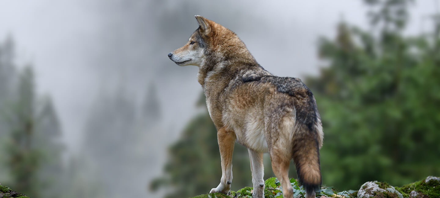 Notre recours commun pour les loups à la Cour de justice de l’Union européenne accepté ! 