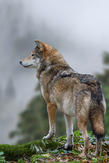 Notre recours commun pour les loups à la Cour de justice de l’Union européenne accepté ! 