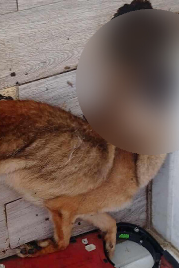 Lâchement abandonné à son sort, un malinois a été trouvé en décomposition dans un appartement