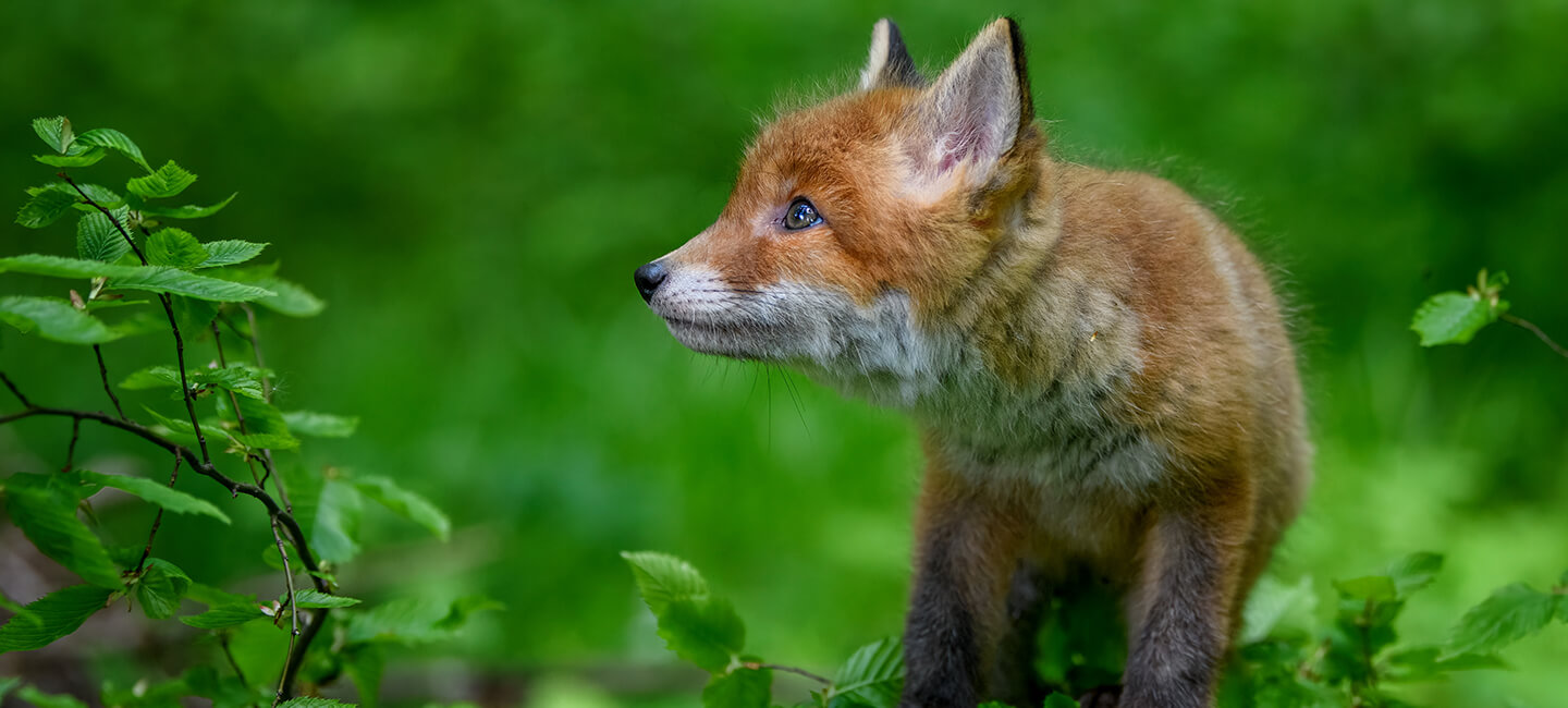 Dans le Gers, un arrêté pour abattre 660 renards à des fins « expérimentales »