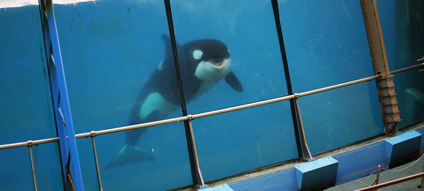 Enceinte ou malade ? L’inquiétante prise de poids de Wikie à Marineland