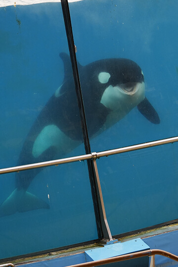 Enceinte ou malade ? L’inquiétante prise de poids de Wikie à Marineland