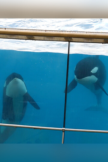 Marineland demande les permis d’exporter les orques et Loro Parque se réjouit d’accueillir Wikie et Keijo