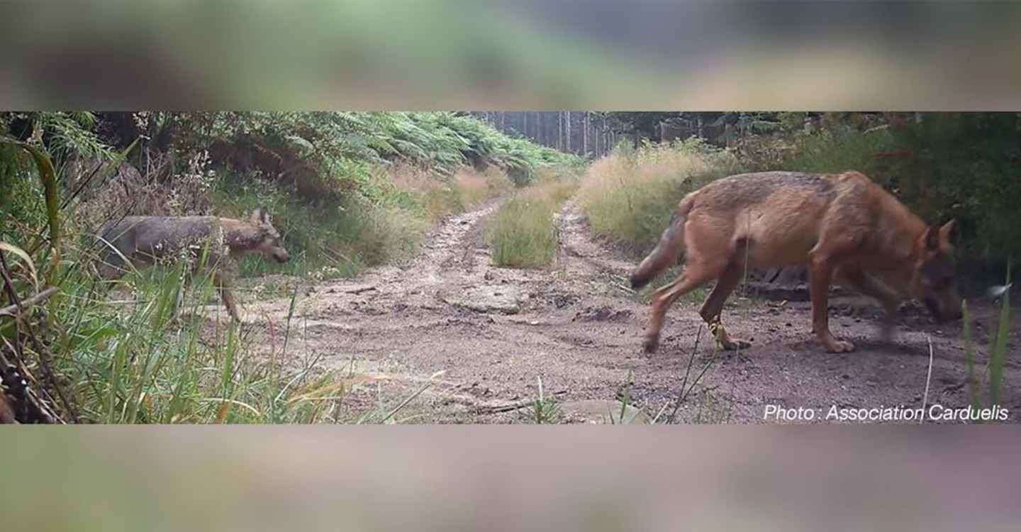 Sauvons le couple de loups du plateau de Millevaches