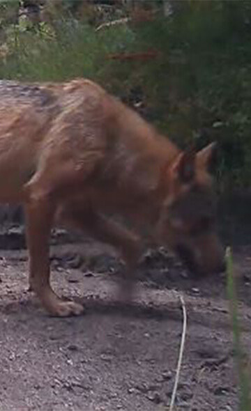 Sauvons le couple de loups du plateau de Millevaches