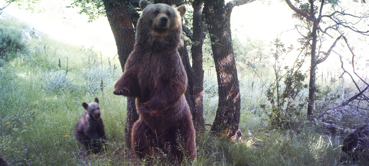 Justice pour l’ourse Caramelles, tuée par un chasseur ! 