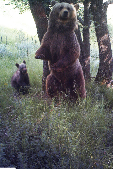 Justice pour l’ourse Caramelles, tuée par un chasseur ! 