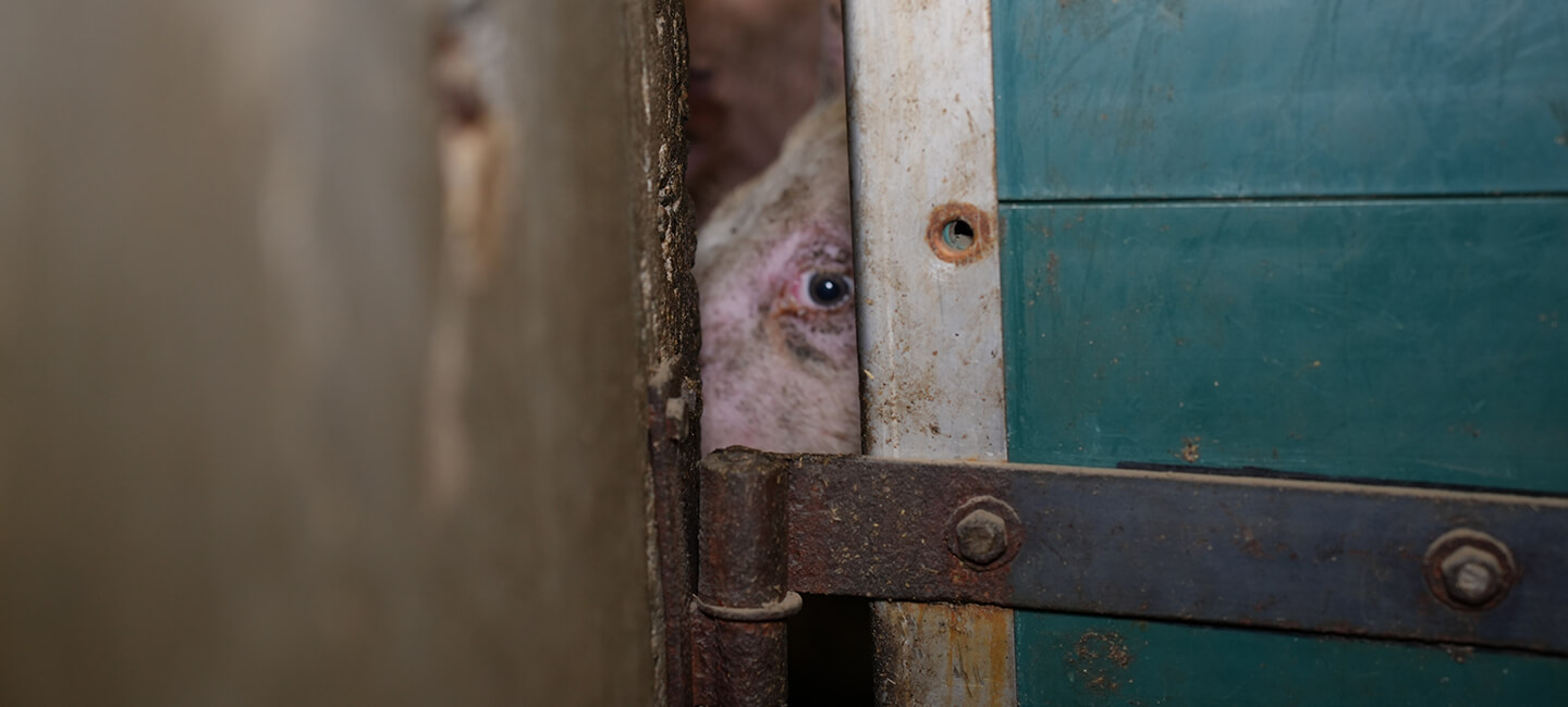 La face cachée de la formation scientifique : des milliers d'animaux mis à mort chaque année