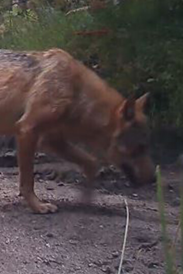 Sauvons le couple de loups du plateau de Millevaches ! 