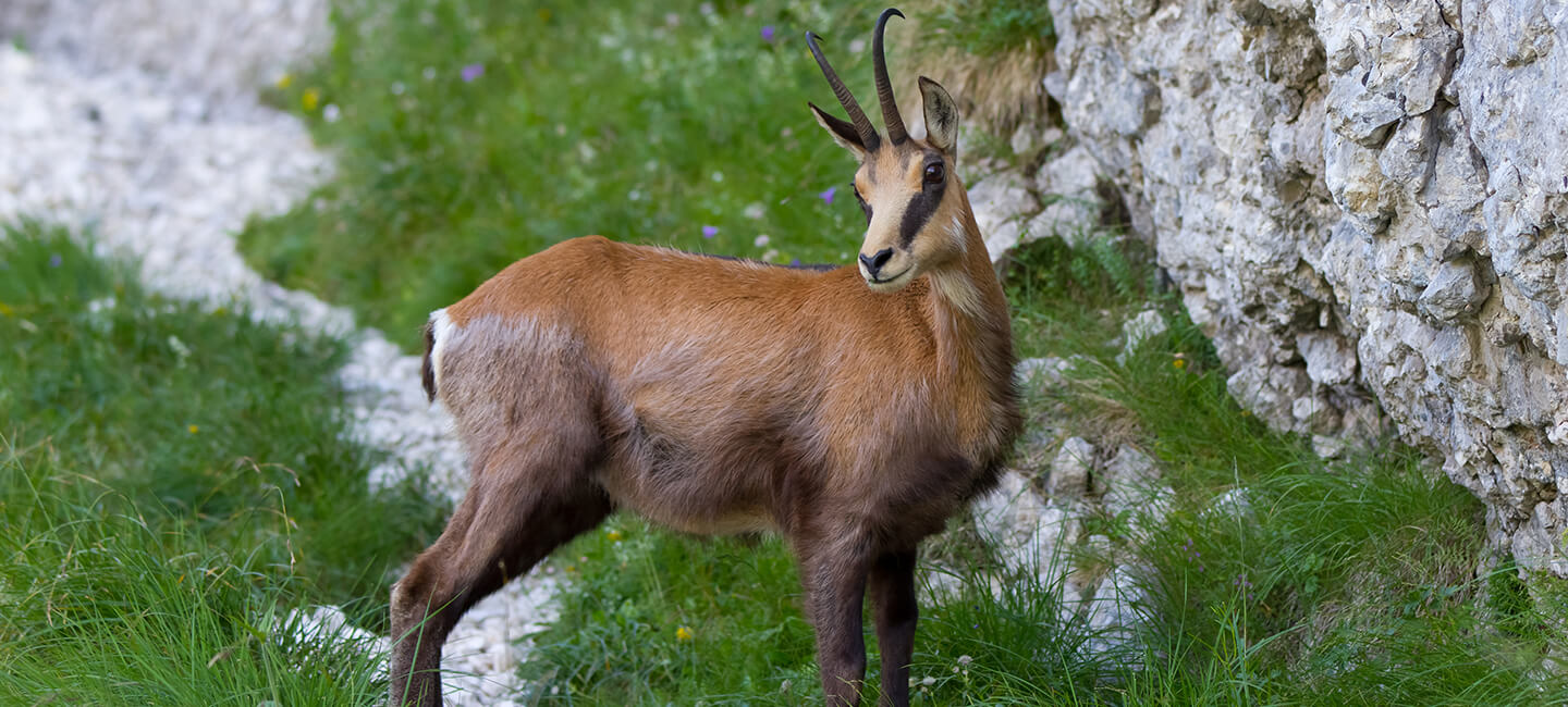 Dans le Territoire de Belfort, un chamois traqué pour avoir exprimé son comportement naturel