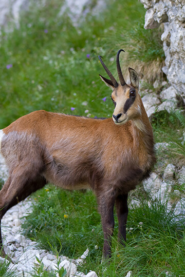 Dans le Territoire de Belfort, un chamois traqué pour avoir exprimé son comportement naturel