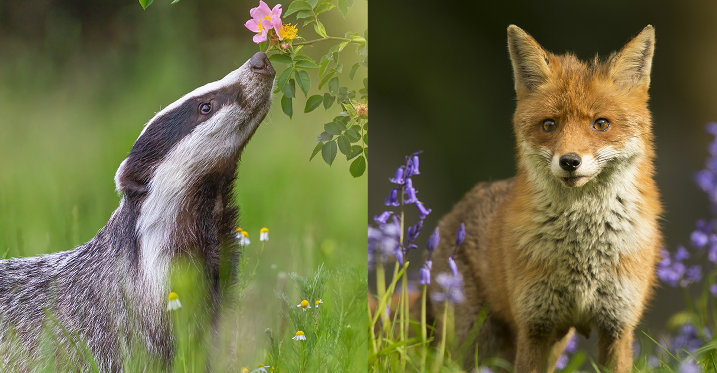 Pour les blaireaux et les renards, mobilisons-nous!
